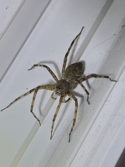 Dolomedes albineus