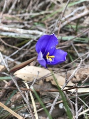 Patersonia occidentalis