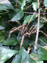 Heteropoda venatoria