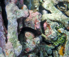 Cirripectes imitator