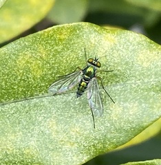 Chrysosomatini
