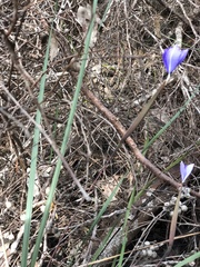 Patersonia occidentalis