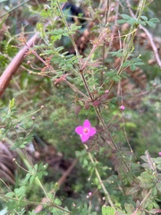 Boronia gracilipes