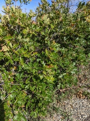 Quercus gambelii