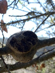 Callirhytis quercussuttoni