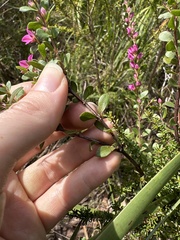 Boronia crenulata