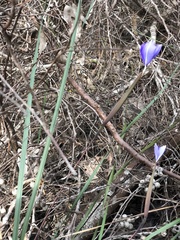 Patersonia occidentalis