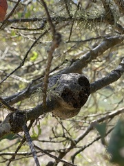 Callirhytis quercussuttoni