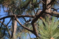 Dryobates pubescens leucurus