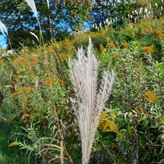 Miscanthus sacchariflorus