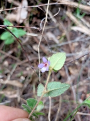 Tremandra stelligera