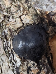 Pseudocosmospora rogersonii