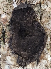 Pseudocosmospora rogersonii