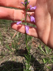 Nuttallanthus canadensis