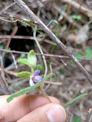Tremandra stelligera