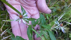 Symphyotrichinae