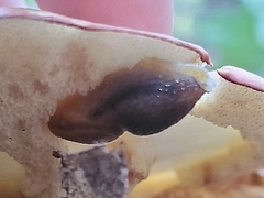 Arion intermedius