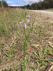 Nuttallanthus canadensis