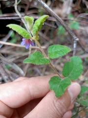Tremandra stelligera