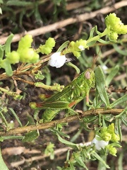 Hesperotettix viridis