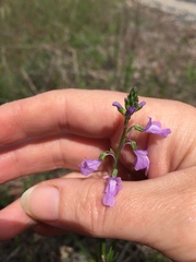 Nuttallanthus canadensis
