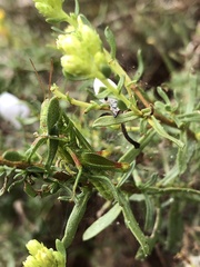 Hesperotettix viridis