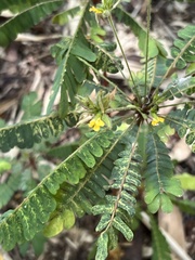Biophytum sensitivum