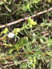 Hesperotettix viridis