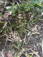Biophytum sensitivum