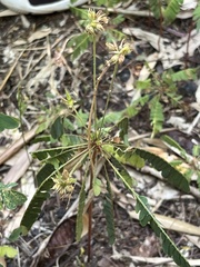 Biophytum sensitivum