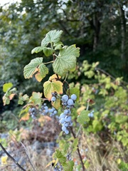 Ribes sanguineum