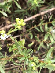 Hesperotettix viridis