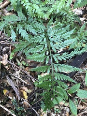 Asplenium bulbiferum