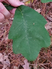Quercus ilicifolia