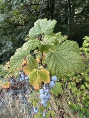 Ribes sanguineum