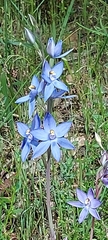 Thelymitra megcalyptra