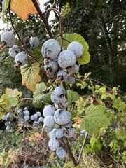 Ribes sanguineum
