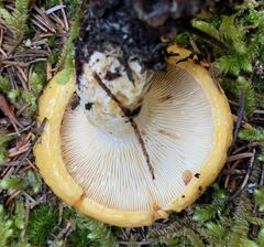 Lactarius alnicola
