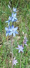 Thelymitra megcalyptra