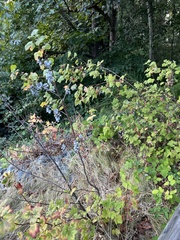Ribes sanguineum