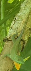Anolis grahami