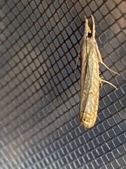 Parapediasia decorellus