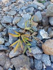 Pulsatilla dahurica