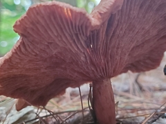 Lactarius helvus