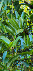 Smilax laurifolia
