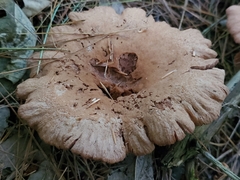 Lactarius helvus