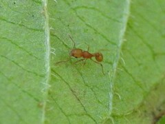 Wasmannia auropunctata