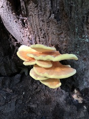 Laetiporus conifericola