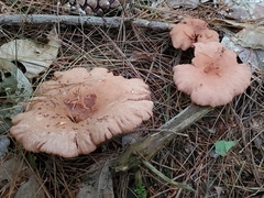 Lactarius helvus