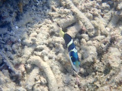 Thalassoma nigrofasciatum